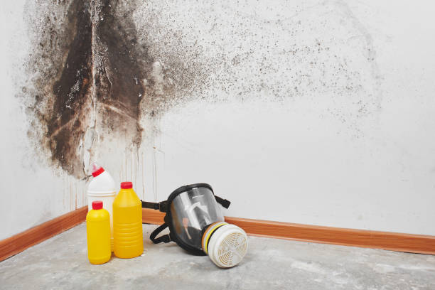 Reliable Blossburg, PA Mold Prevention & Removal  Solutions